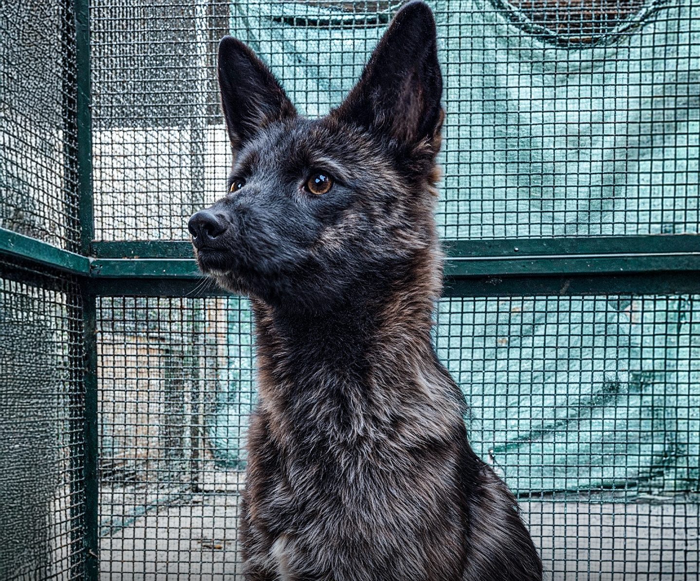 The World’s First Dog-Fox Hybrid Will Blow Your Mind 🐶🦊