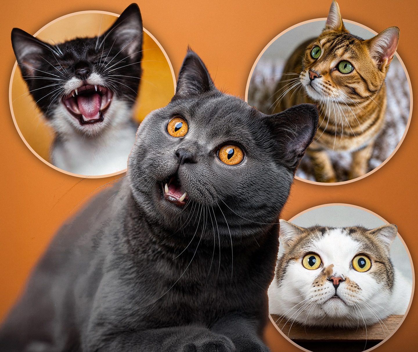 Cats Have More Expressions Than You Ever Imagined