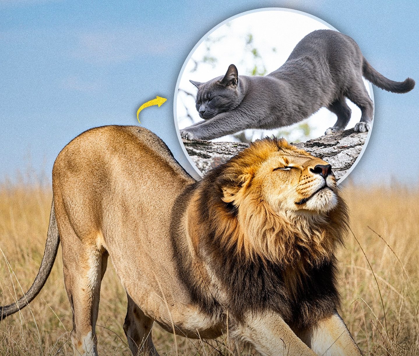 Big Cats, Small Cats — Same Stretch