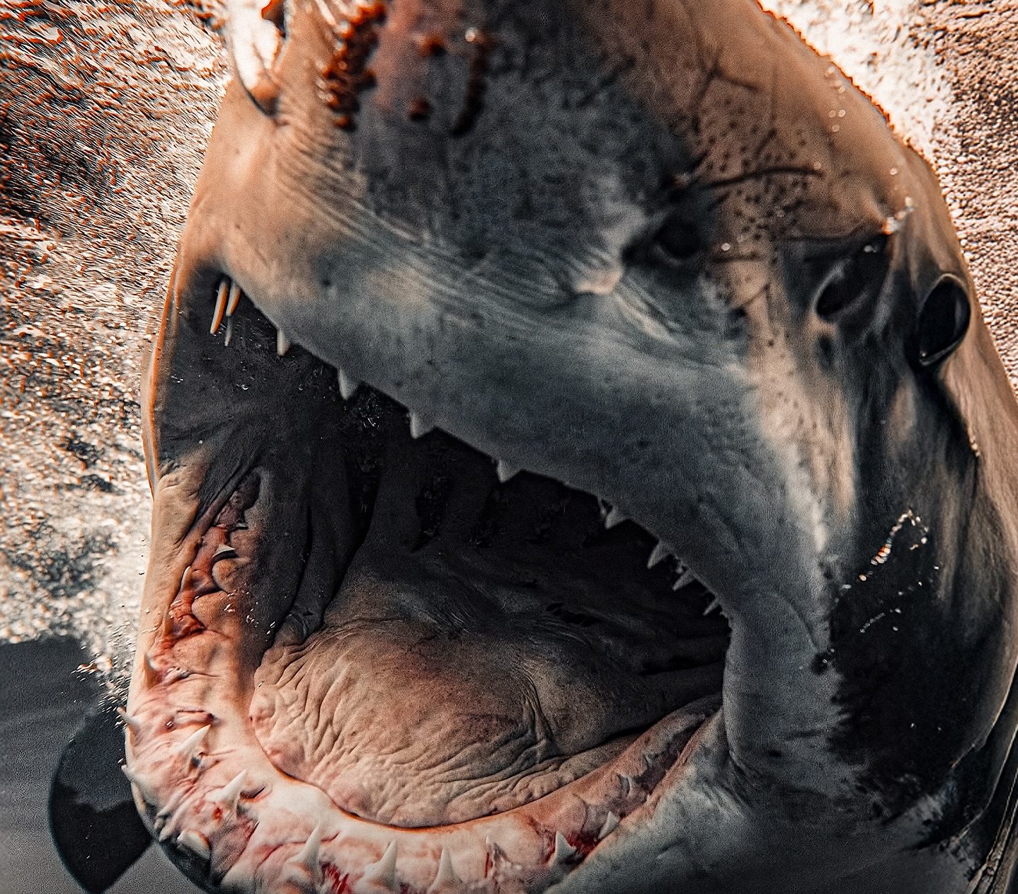 Diver Captures Terrifyingly Beautiful Close-Ups of Great White Sharks