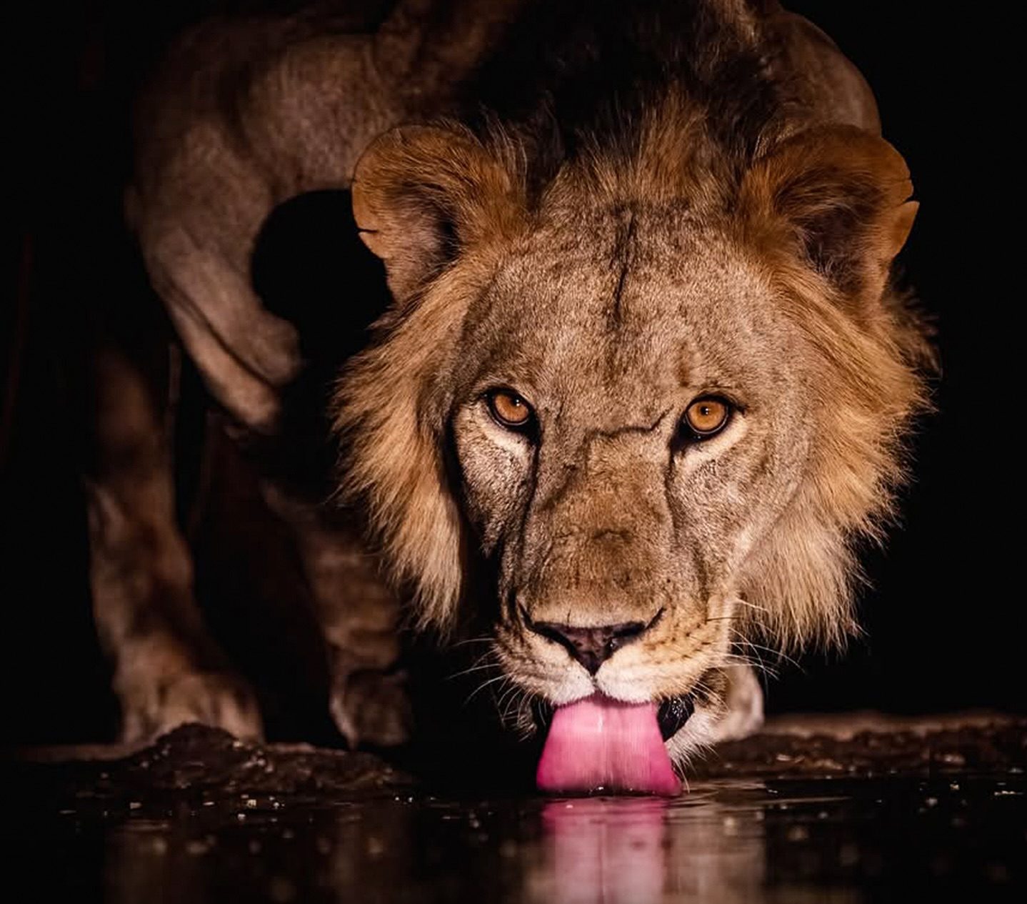 Photographer’s Midnight Hide Captures Breathtaking Wildlife Moments 🌙