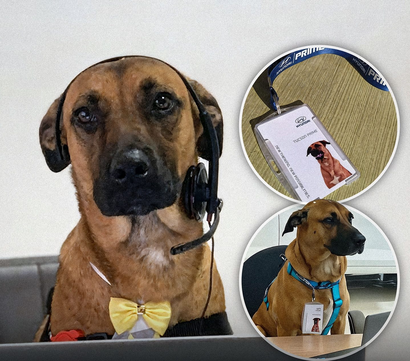 From Stray to Salesman: The Dog Who Found a Job at Hyundai 🐶🚗