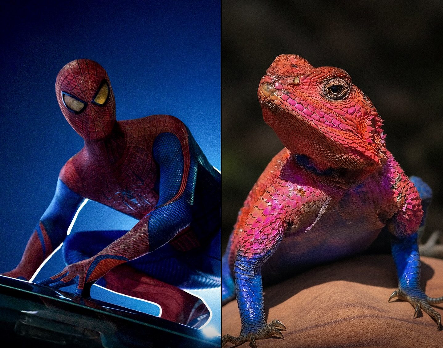 The Real-Life Spider-Man Lizard That Looks Straight Out of a Movie